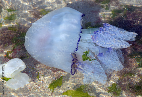 a jellyfish floating on the sea shore photo