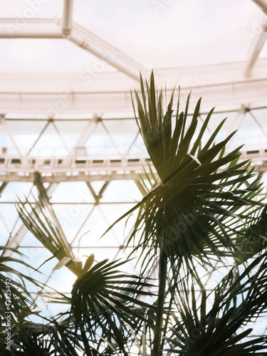 Plants