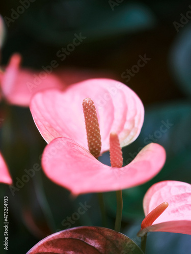 Plants