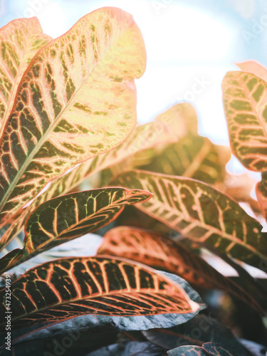 Plants