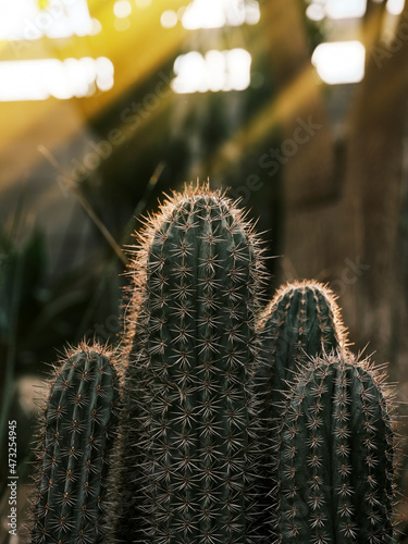 Plants