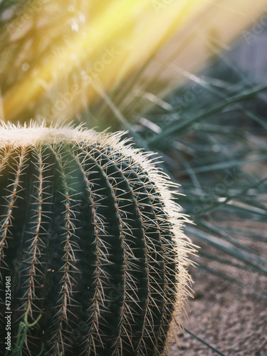 Plants