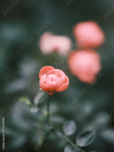 Plants