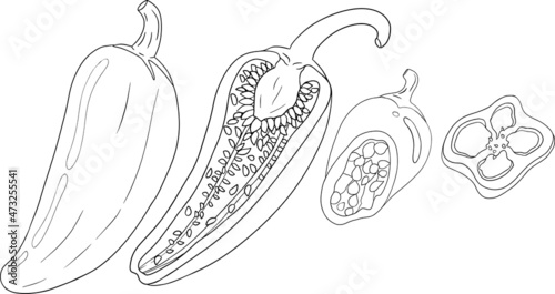 Chilli Pepper. Hand drawn colored vector illustration, isolated on white background. Chilli icon. Coloring pages