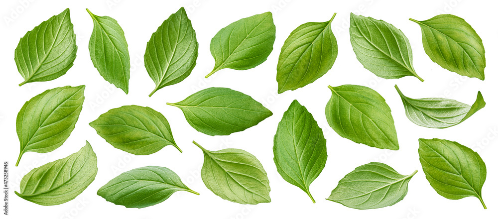 Basil leaves isolated on white background with clipping path Basil leaves isolated on white background with clipping path
