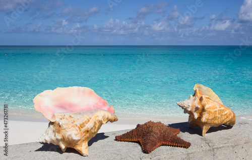  Seashells on the beach of caribbean sea