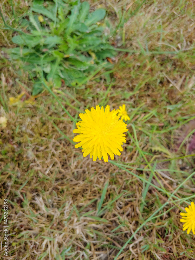 Narrowleaf hawkweed (Hieracium umbellatum) is a flowering plant in the daisy family Asteraceae. Narrowleaf hawkweed (Hieracium umbellatum) is a flowering plant in the daisy family Asteraceae.