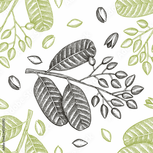 Hand drawn phistachio branch and kernels seamless pattern. Organic food vector illustration on white background. Retro nut illustration. Engraved style botanical background.