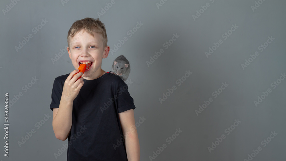 Cheerful caucasian boy eats healthy food vegetables carrots with a pet gray rat in the studio Cheerful caucasian boy eats healthy food vegetables carrots with a pet gray rat in the studio