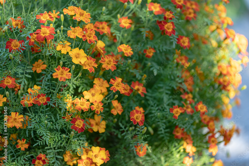 orange yellow flowers with green leaves as natural summer or autumn background