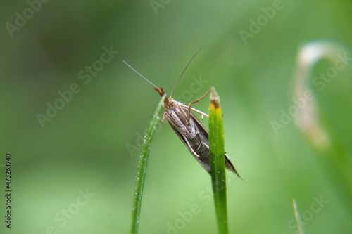 grasshopper on a grass
