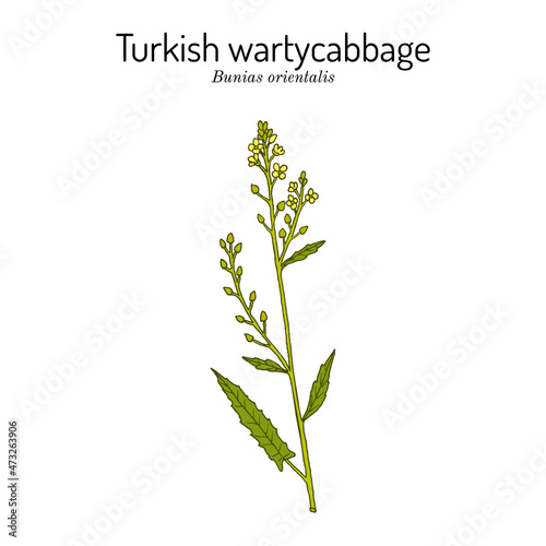 Turkish wartycabbage Bunias orientalis , medicinal plant