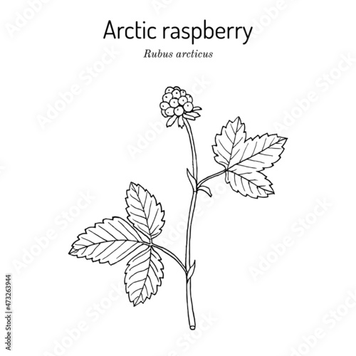 Arctic raspberry Rubus arcticus , medicinal plant