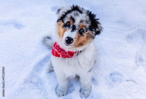 Portrait of a beautiful Australian Shepherd puppy in the snow .