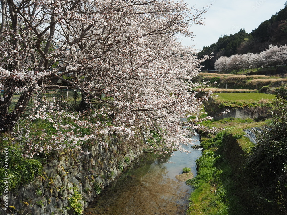 桜