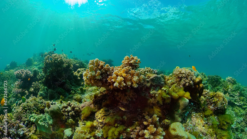 Tropical fishes and coral reef underwater. Hard and soft corals, underwater landscape. Philippines. Tropical fishes and coral reef underwater. Hard and soft corals, underwater landscape. Philippines.
