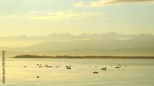 Wallpaper Mural Swans and ducks are swimming on the lake in the morning Torontodigital.ca