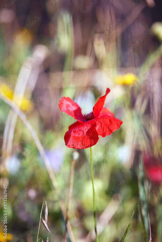 Fototapeta premium Mohn Mohnblüte Blumenwiese