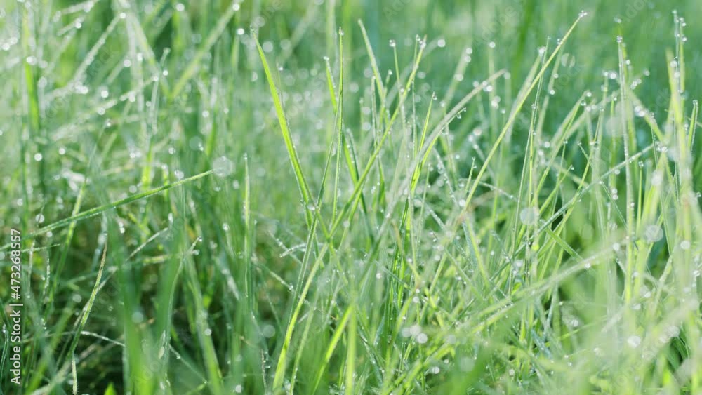 Slow movement inside green spring grass with large dew drops on a sunny morning day. Presence effect. 4K slow motion. Slow movement inside green spring grass with large dew drops on a sunny morning day. Presence effect. 4K slow motion.