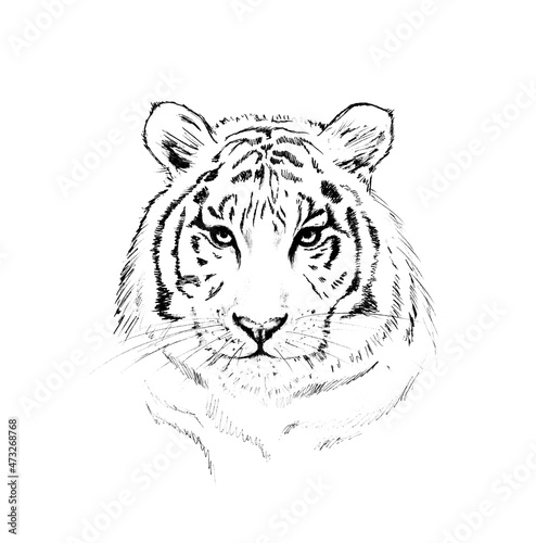 Graphic image of a tiger on a white background