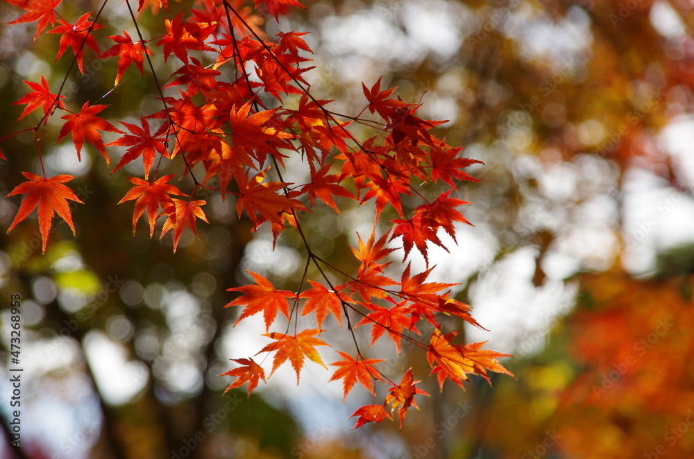 紅葉の枝、楓 紅葉の枝、楓