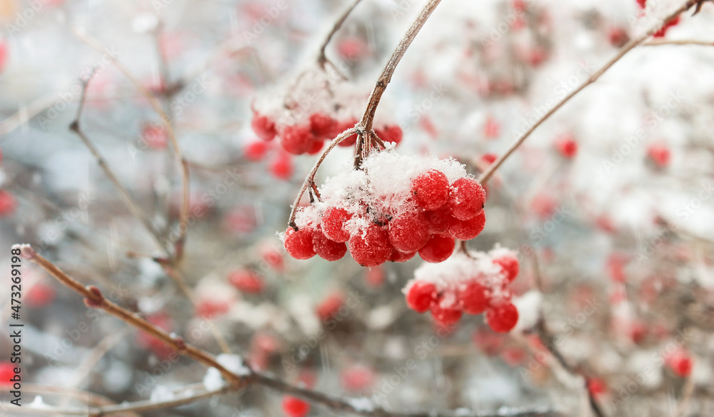 Winter red branches of viburnum berries are covered with snow