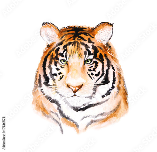 Tiger s head  a drawing of a predatory animal