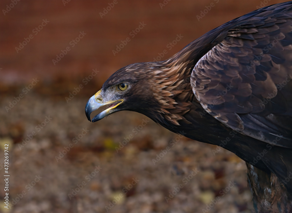 Fototapeta premium close up of golden eagle bending over
