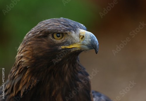 close up of golden eagle head