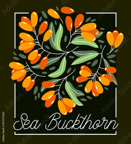 Fresh delicious ripe sea buckthorn berries vector flat illustration on dark, natural diet food vegetation tasty eating, forest wild berries series.