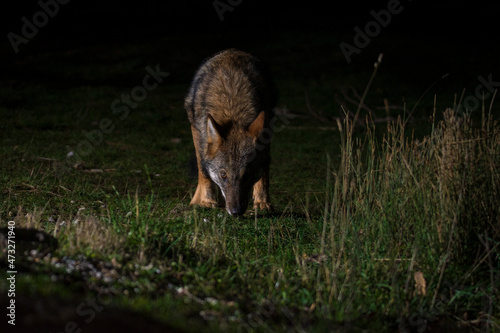 Grey wolf free on the Greek mountails walking at night