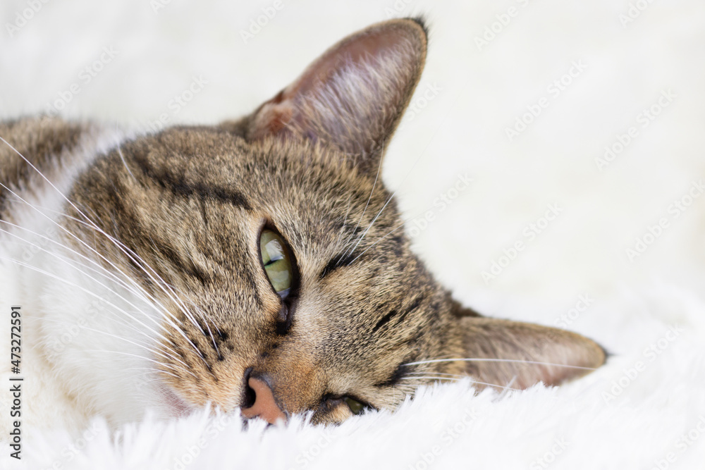 Gray shorthair domestic tabby cat lying on a white fluffy blanket. Selective focus. Gray shorthair domestic tabby cat lying on a white fluffy blanket. Selective focus.