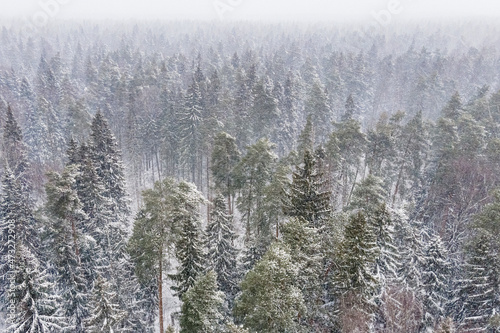 Aerial view from drone of frozen snowy peaks of endless coniferous forest trees in  National park environment. Magical snow covered tree. Photo greeting card. Winter landscape. © Павел Чепелев
