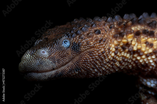 Earless Monitor  Lanthanotus borneensis   closeup on wood