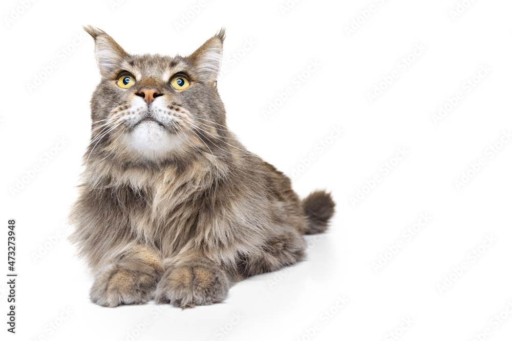 Close-up gorgeous purebred big Maine Coon cat posing isolated on white studio background. Animal life concept