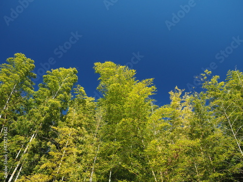 Bamboo grove with blue sky background.