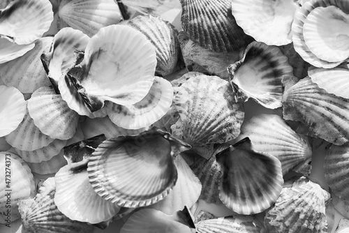 Identical mussels of seashells, black and white photo.