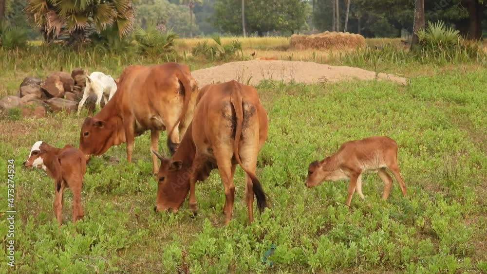 young domestic cows in grass land and playing with mom . young domestic cows in grass land and playing with mom .