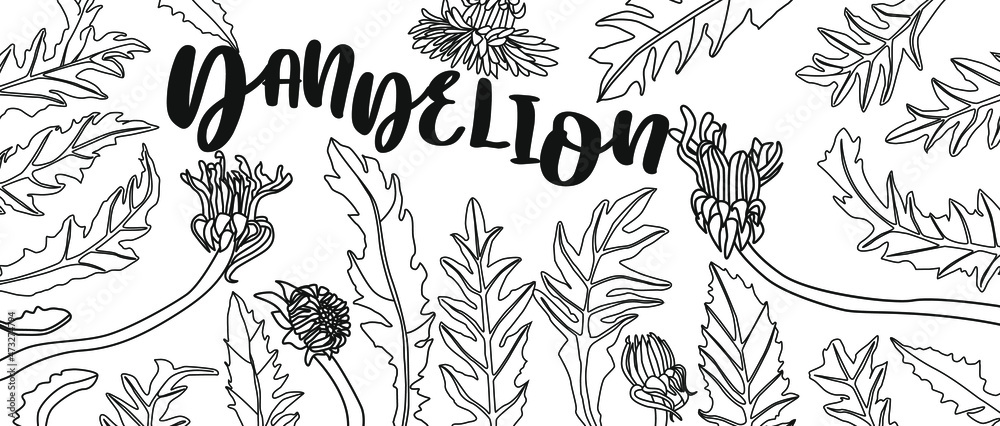banner design with Dandelion. Herbal engraved style illustration. banner design with Dandelion. Herbal engraved style illustration.