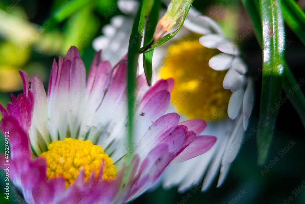 Fototapeta premium purple crocus flower