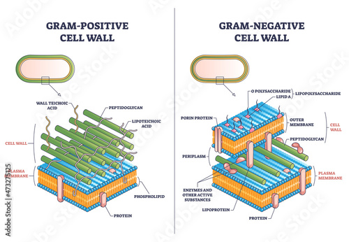 Gram positive versus negative cell wall structure differences outline diagram. Labeled educational comparison with microbiological side view vector illustration. Anatomical isolated bacterium section. photo