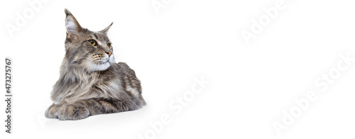 One adorable purebred big Maine Coon cat lying on floor isolated on white studio background. Animal life concept