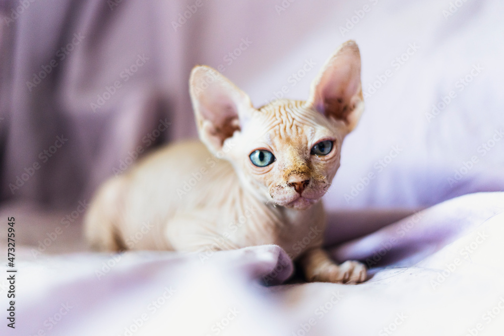 sphynx puppy cat looking at camera sphynx puppy cat looking at camera