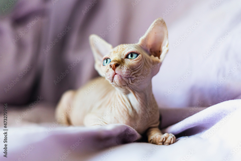 Sphynx cat puppy sales