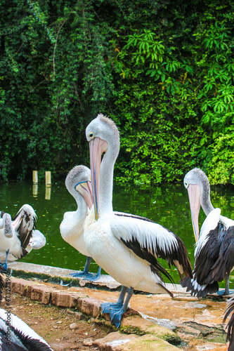 pelicans in the zoo