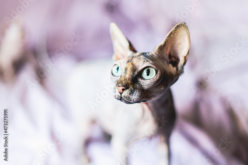 sphynx puppy cat looking at camera