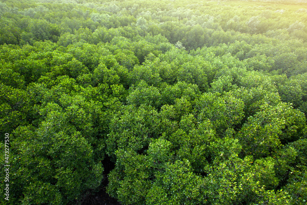 Aerial view of a green mangrove forest canopy.