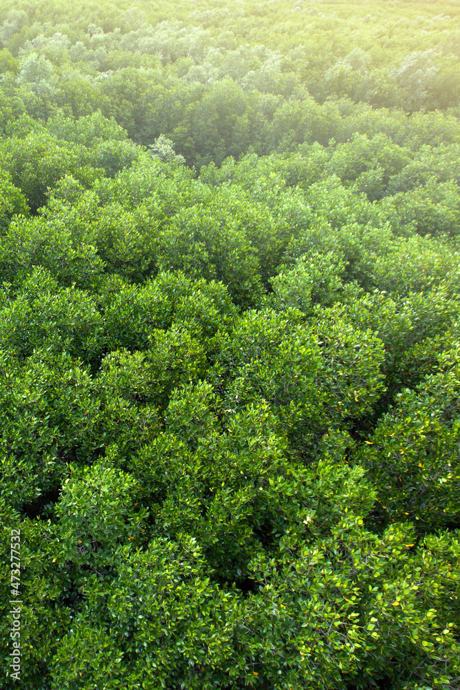 Aerial view of a green mangrove forest canopy.