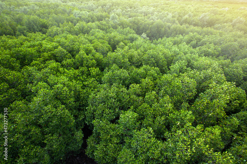 Aerial view of a green mangrove forest canopy.