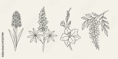 Hand drawn hyacinth, lupine, gladiolus, wisteria photo
